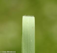 Attēlu rezultāti vaicājumam “Elytrigia repens leaf”