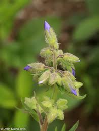 Attēlu rezultāti vaicājumam “Polemonium caeruleum fruit”
