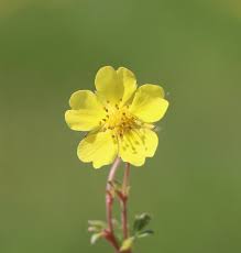 Attēlu rezultāti vaicājumam “Potentilla arenaria flower”