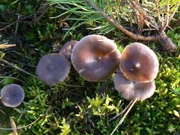 Attēlu rezultāti vaicājumam “Cantharellula umbonata”