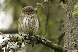 Attēlu rezultāti vaicājumam “Glaucidium passerinum adult”