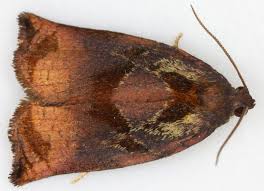 Attēlu rezultāti vaicājumam “Archips podana female”