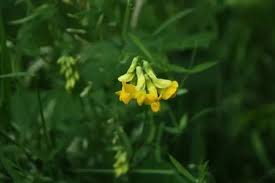 Attēlu rezultāti vaicājumam “Lathyrus pratensis”