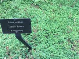 Attēlu rezultāti vaicājumam “Sedum pallidum”