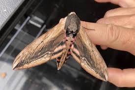 Image result for hawk moth