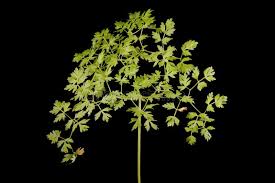 Attēlu rezultāti vaicājumam “Peucedanum oreoselinum flower”