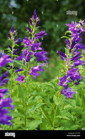 Attēlu rezultāti vaicājumam “Campanula latifolia leaf”