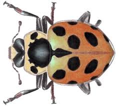 Attēlu rezultāti vaicājumam “Hippodamia tredecimpunctata”
