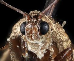 Attēlu rezultāti vaicājumam “Cydia pomonella”