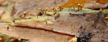 Attēlu rezultāti vaicājumam “Hemitrichia clavata macro”