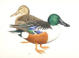 Attēlu rezultāti vaicājumam “Anas clypeata”