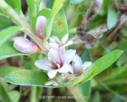 Attēlu rezultāti vaicājumam “Glaux maritima flower”