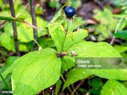 Attēlu rezultāti vaicājumam “Paris quadrifolia fruit”