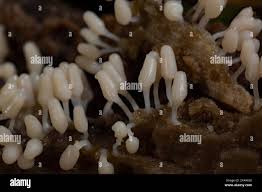 Attēlu rezultāti vaicājumam “Craterium leucocephalum stalked”