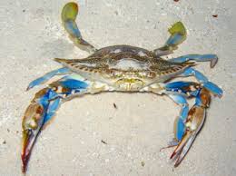 Image result for Callinectes sapidus