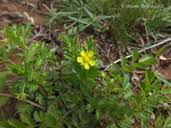 Attēlu rezultāti vaicājumam “Potentilla supina”