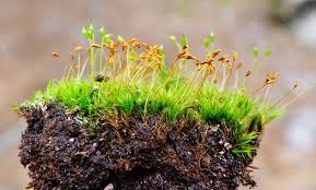 Attēlu rezultāti vaicājumam “Dicranella heteromalla sporophyte”