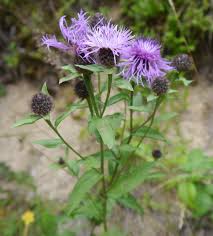 Attēlu rezultāti vaicājumam “Centaurea phrygia”