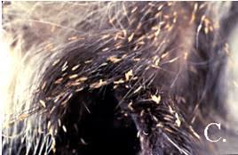 Attēlu rezultāti vaicājumam “Licea pygmaea sessile”