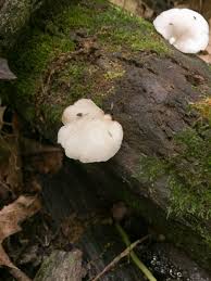 Attēlu rezultāti vaicājumam “Crepidotus applanatus”