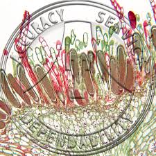 Attēlu rezultāti vaicājumam “Mnium”