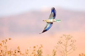 Attēlu rezultāti vaicājumam “Coracias garrulus”
