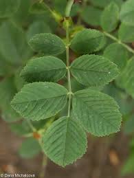 Attēlu rezultāti vaicājumam “Rosa villosa”