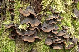 Attēlu rezultāti vaicājumam “Hymenochaete rubiginosa”