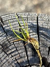Attēlu rezultāti vaicājumam “Juncus bulbosus leaf”