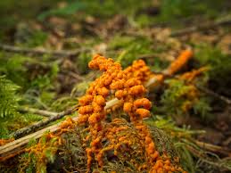 Attēlu rezultāti vaicājumam “Physarum daamsii”