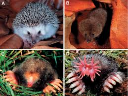 Attēlu rezultāti vaicājumam “Insectivora”