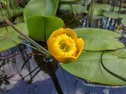 Attēlu rezultāti vaicājumam “Nuphar lutea fruit”