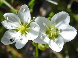 Attēlu rezultāti vaicājumam “Sagina nodosa”