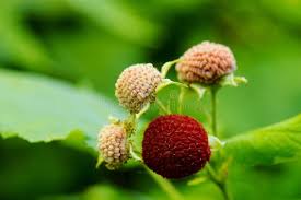 Attēlu rezultāti vaicājumam “Rubus parviflorus fruit”