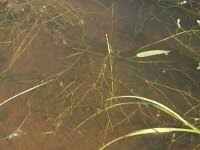 Attēlu rezultāti vaicājumam “Potamogeton trichoides”