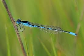 Attēlu rezultāti vaicājumam “Coenagrion pulchellum male”