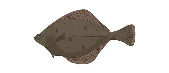 Image result for Platichthys flesus