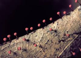 Attēlu rezultāti vaicājumam “Physarum bitectum sessile”