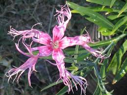 Image result for Dianthus superbus