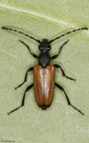 Attēlu rezultāti vaicājumam “Pseudovadonia livida”