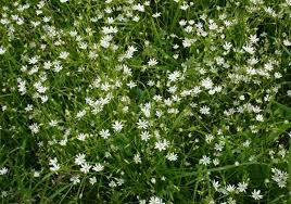 Attēlu rezultāti vaicājumam “Stellaria graminea flower”