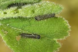 Attēlu rezultāti vaicājumam “Diloba caeruleocephala”