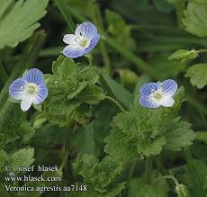 Attēlu rezultāti vaicājumam “Veronica agrestis flower”