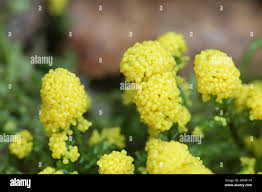 Attēlu rezultāti vaicājumam “Physarum virescens macro”