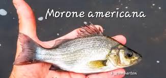 Image result for Morone americana