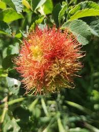 Attēlu rezultāti vaicājumam “Diplolepis rosae”