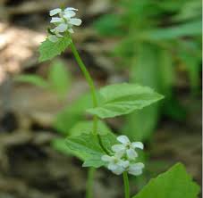 Attēlu rezultāti vaicājumam “Alliaria petiolata”