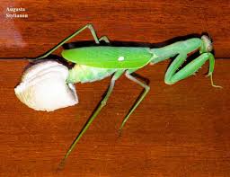 Attēlu rezultāti vaicājumam “Mantis religiosa”