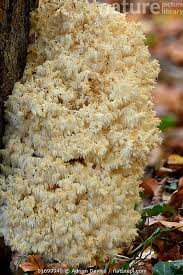 Attēlu rezultāti vaicājumam “Hericium coralloides”