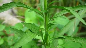 Attēlu rezultāti vaicājumam “Jacobaea paludosa leaf”